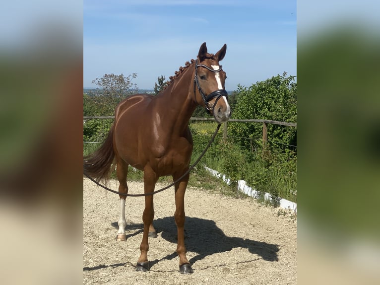 Hannoveraner Stute 5 Jahre 163 cm Fuchs in Königswinter