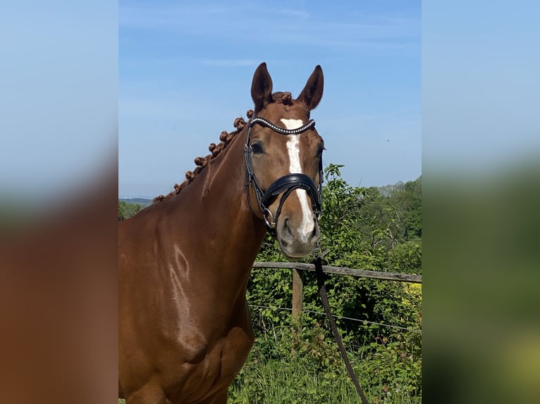 Hannoveraner Stute 5 Jahre 163 cm Fuchs in Königswinter
