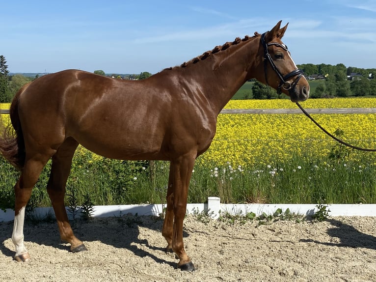 Hannoveraner Stute 5 Jahre 163 cm Fuchs in Königswinter