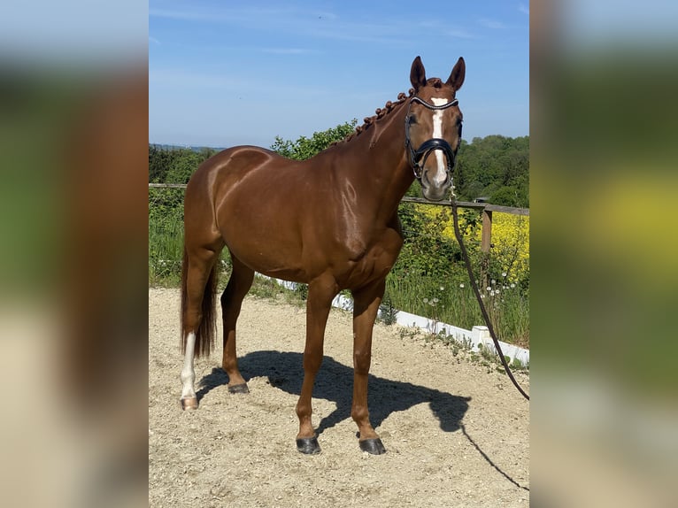 Hannoveraner Stute 5 Jahre 163 cm Fuchs in Königswinter