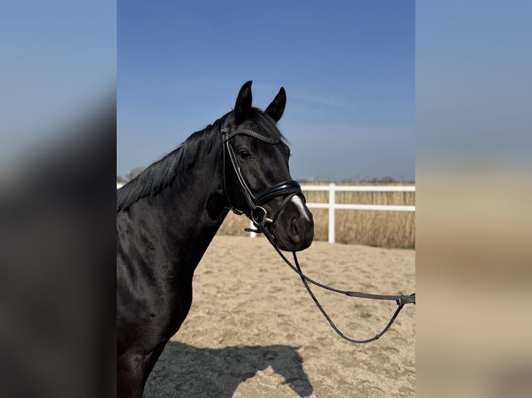 Hannoveraner Stute 5 Jahre 163 cm Rappe in Wangerland Hohenkirchen