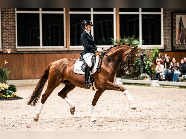 Hannoveraner Stute 5 Jahre 163 cm Schimmel in Thedinghausen