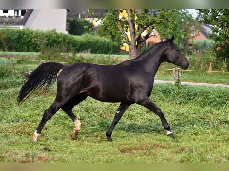 Hannoveraner Stute 5 Jahre 163 cm Schwarzbrauner in Vechelde