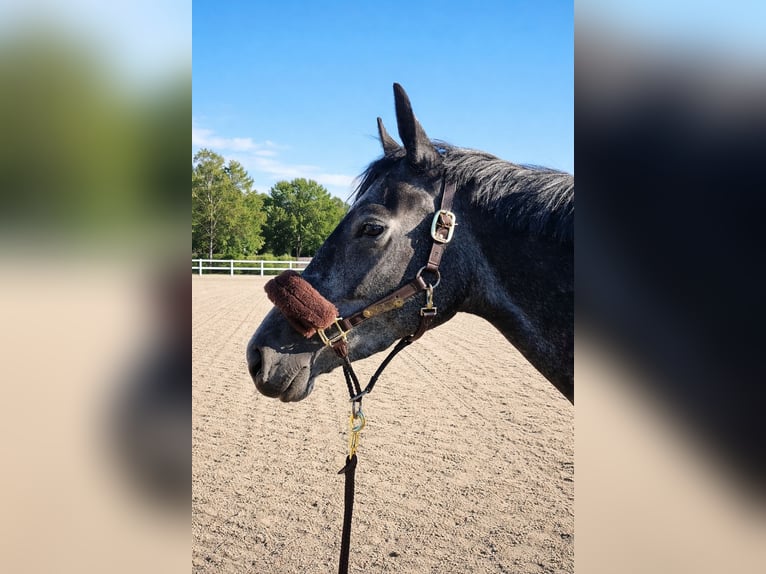 Hannoveraner Stute 5 Jahre 164 cm Apfelschimmel in Achim