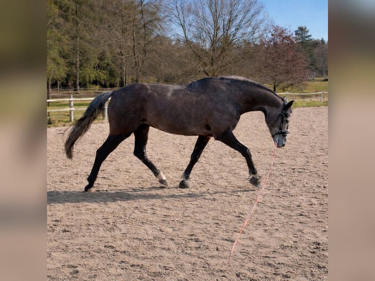 Hannoveraner Stute 5 Jahre 164 cm Apfelschimmel in Achim