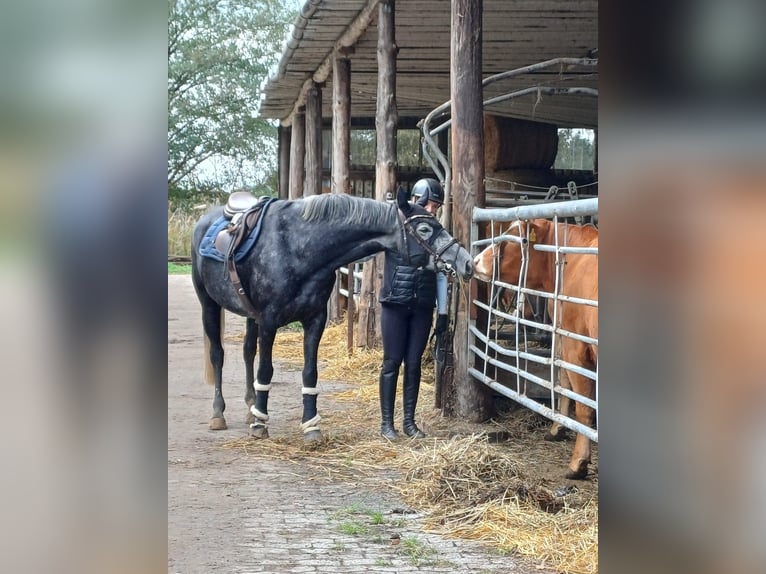 Hannoveraner Stute 5 Jahre 164 cm Apfelschimmel in Achim