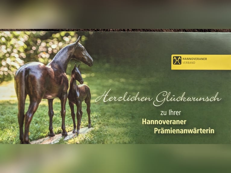 Hannoveraner Stute 5 Jahre 164 cm Brauner in Mockrehna