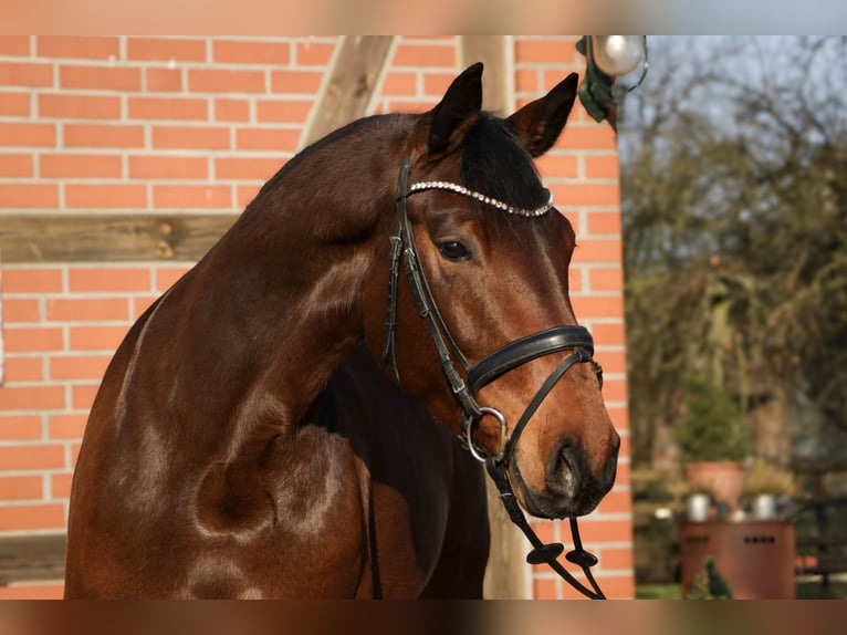 Hannoveraner Stute 5 Jahre 164 cm Brauner in Tespe