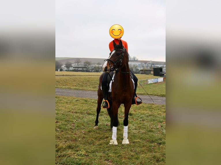 Hannoveraner Stute 5 Jahre 164 cm Brauner in Brackenheim