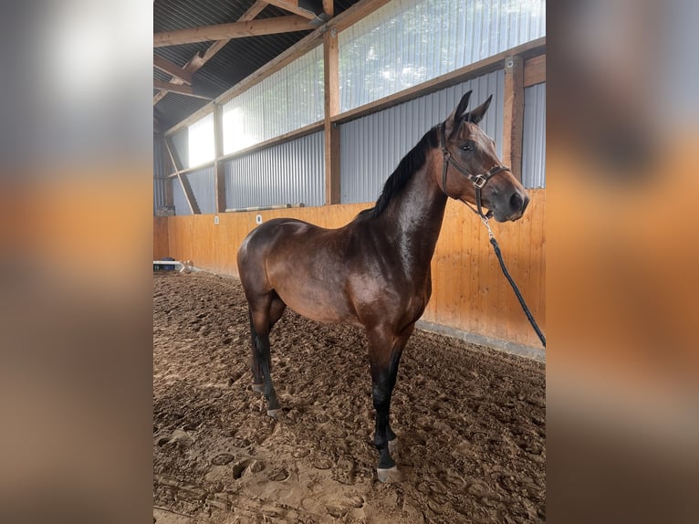Hannoveraner Stute 5 Jahre 164 cm Brauner in Würselen