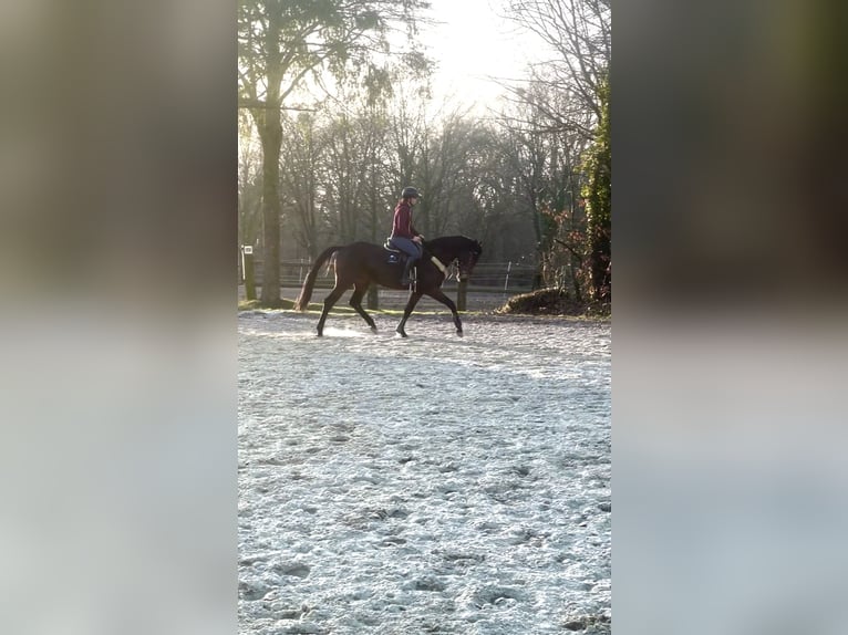 Hannoveraner Stute 5 Jahre 164 cm Brauner in Würselen