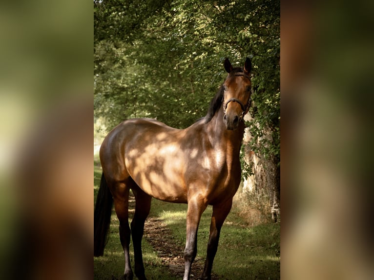 Hannoveraner Stute 5 Jahre 164 cm Brauner in Würselen