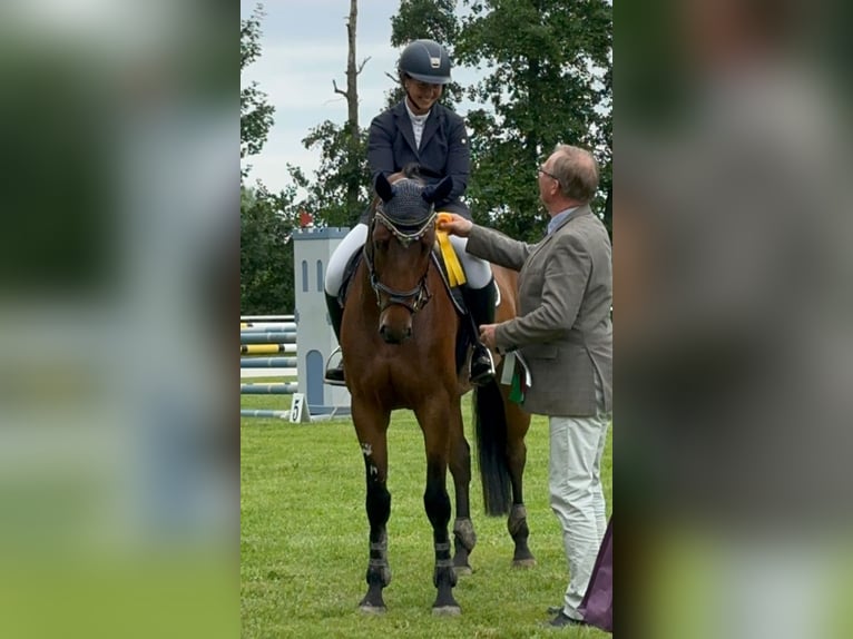 Hannoveraner Stute 5 Jahre 164 cm Brauner in Elmlohe