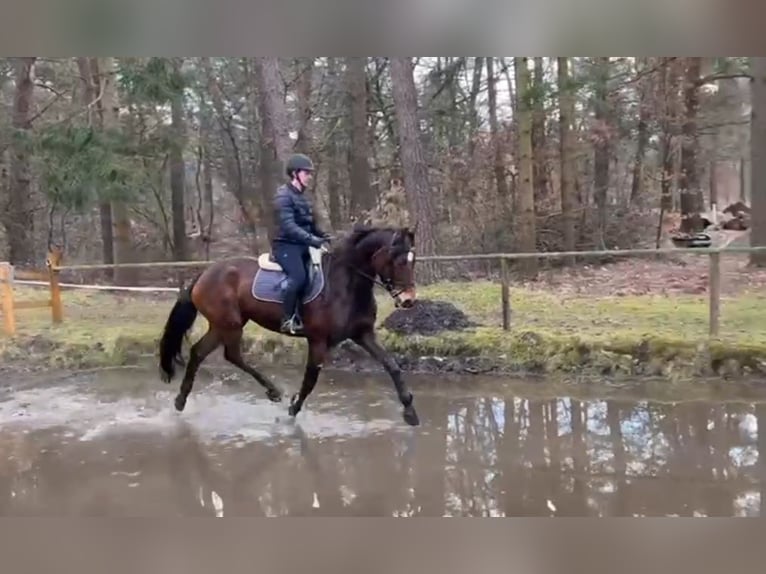Hannoveraner Stute 5 Jahre 164 cm Brauner in Elmlohe