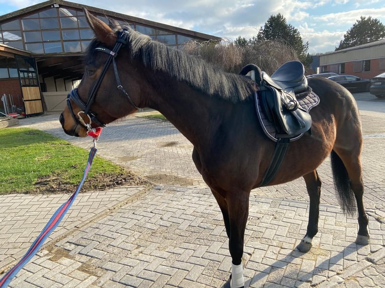 Hannoveraner Stute 5 Jahre 164 cm Brauner in Bremen
