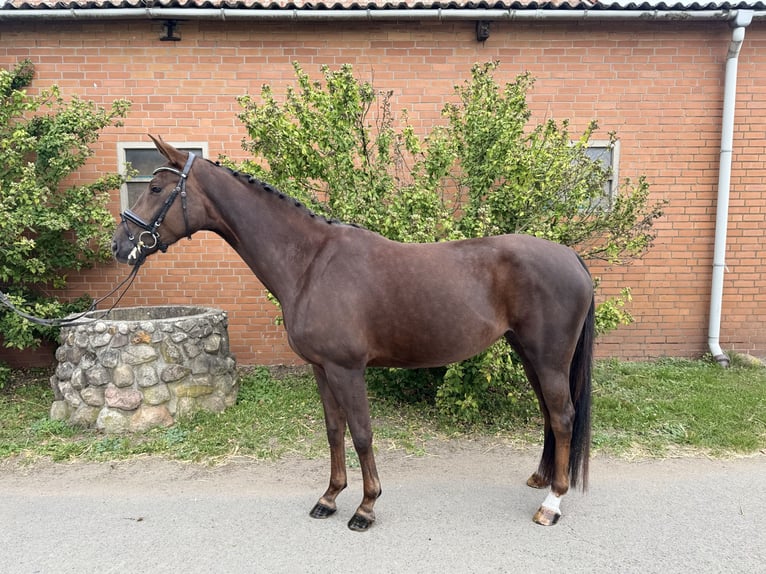 Hannoveraner Stute 5 Jahre 164 cm Dunkelfuchs in Langenhagen