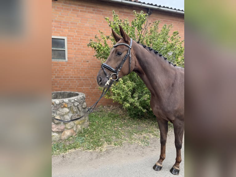 Hannoveraner Stute 5 Jahre 164 cm Dunkelfuchs in Langenhagen