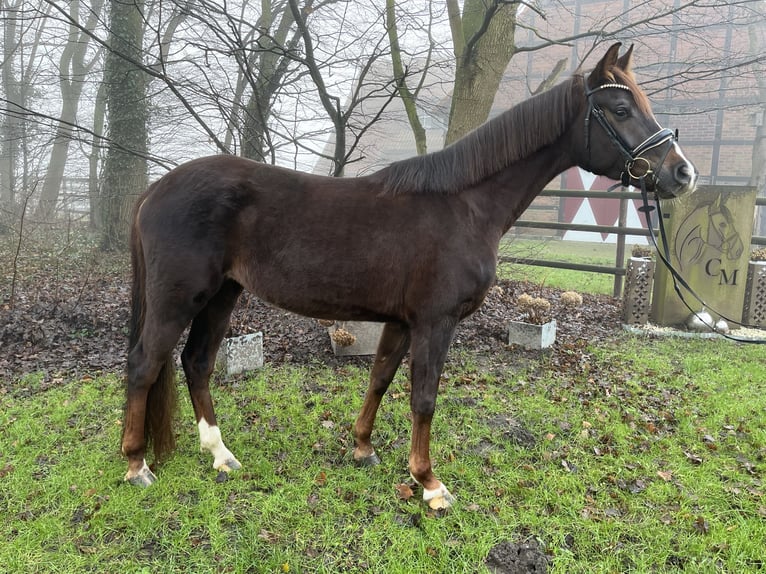 Hannoveraner Stute 5 Jahre 164 cm Dunkelfuchs in Ennigerloh