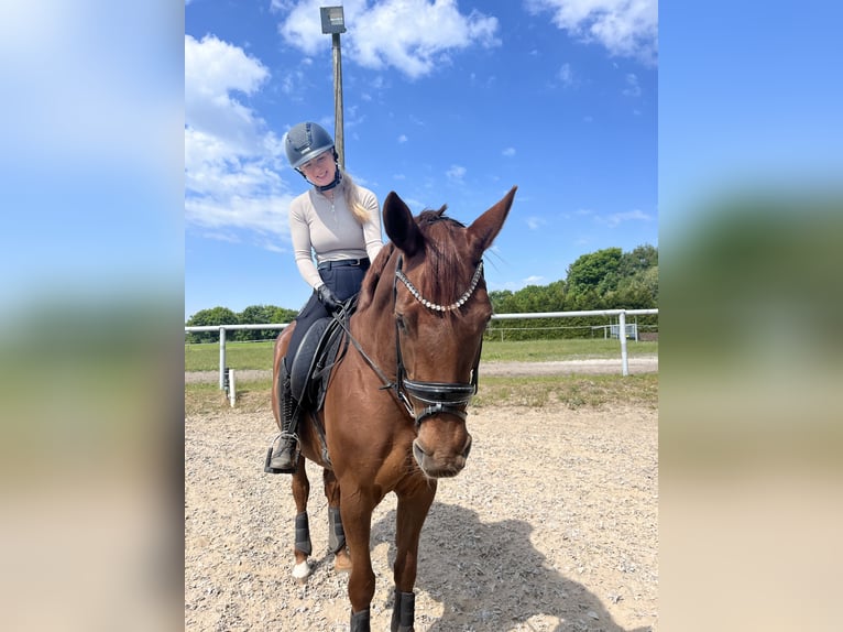 Hannoveraner Stute 5 Jahre 164 cm Dunkelfuchs in Rhede