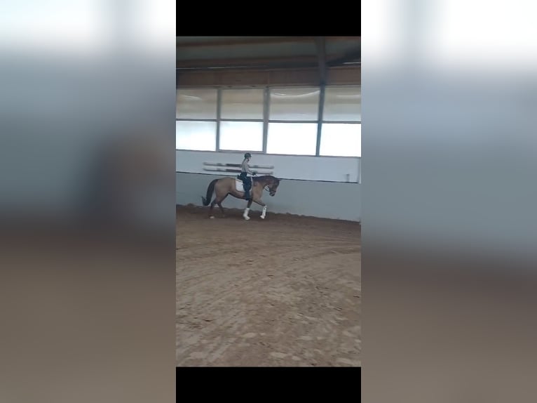 Hannoveraner Stute 5 Jahre 164 cm Dunkelfuchs in Rhede