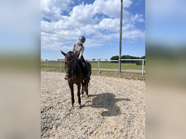 Hannoveraner Stute 5 Jahre 164 cm Dunkelfuchs in Rhede