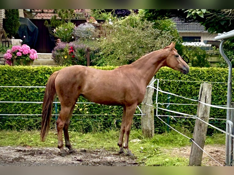 Hannoveraner Stute 5 Jahre 164 cm Fuchs in Nienburg (Weser)