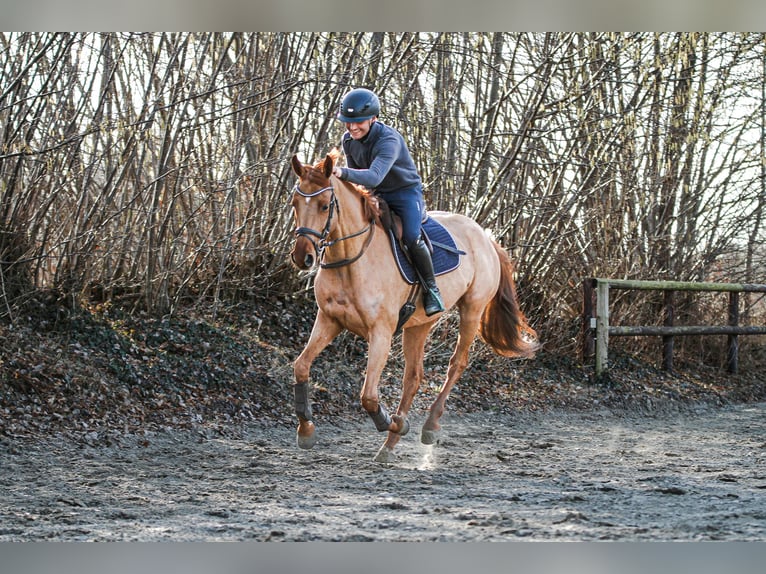Hannoveraner Stute 5 Jahre 164 cm Fuchs in Lübeck