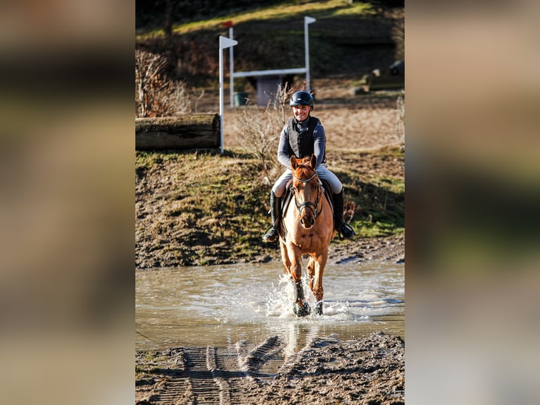 Hannoveraner Stute 5 Jahre 164 cm Fuchs in Lübeck