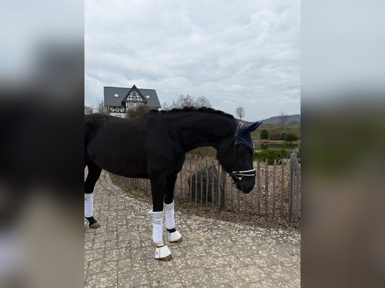 Hannoveraner Stute 5 Jahre 164 cm Rappe in Haiger