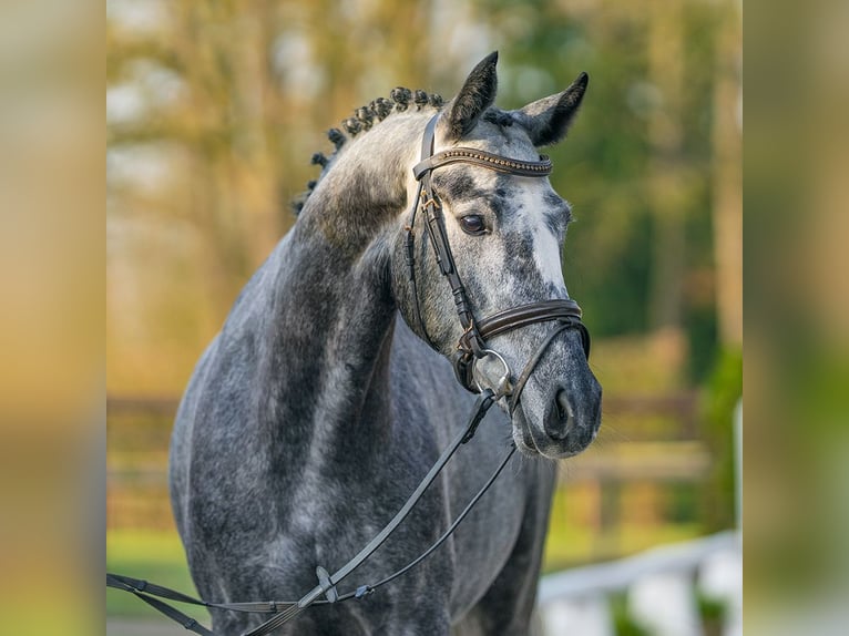 Hannoveraner Stute 5 Jahre 164 cm Schimmel in Münster-Handorf