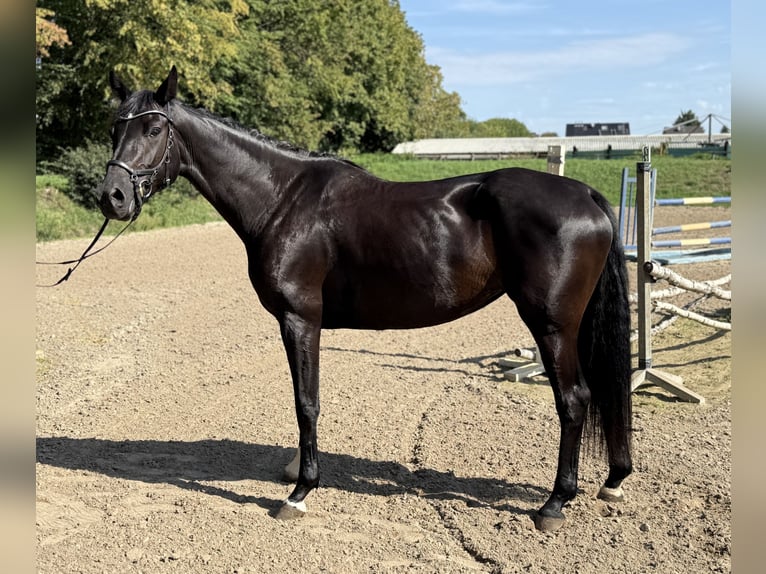 Hannoveraner Stute 5 Jahre 164 cm Schwarzbrauner in Willich