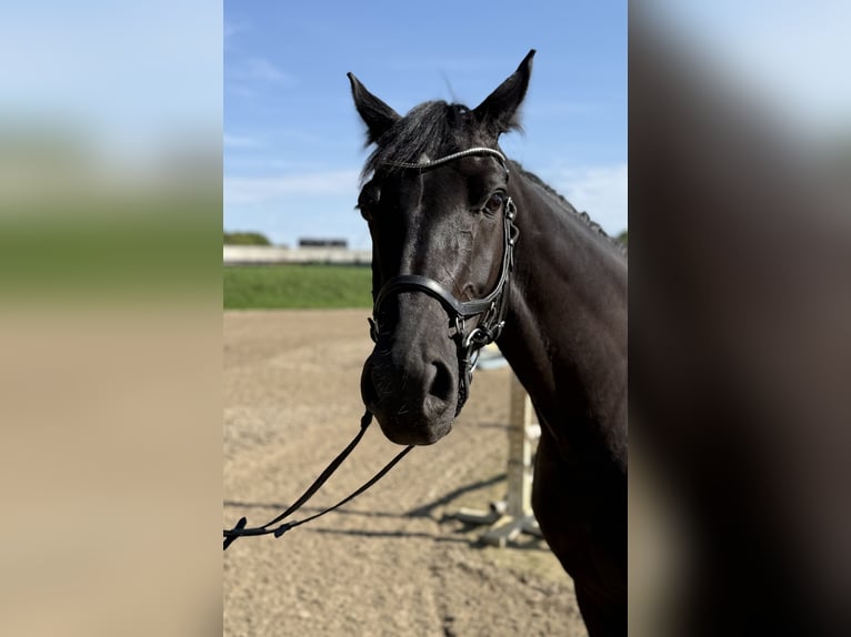 Hannoveraner Stute 5 Jahre 164 cm Schwarzbrauner in Willich