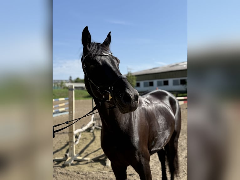 Hannoveraner Stute 5 Jahre 164 cm Schwarzbrauner in Willich