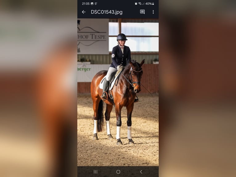Hannoveraner Stute 5 Jahre 165 cm Brauner in Tespe