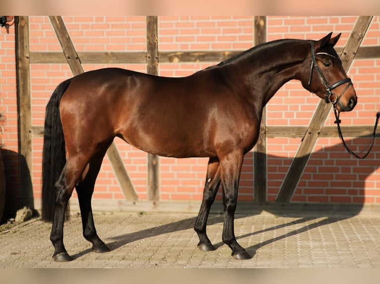 Hannoveraner Stute 5 Jahre 165 cm Brauner in Tespe