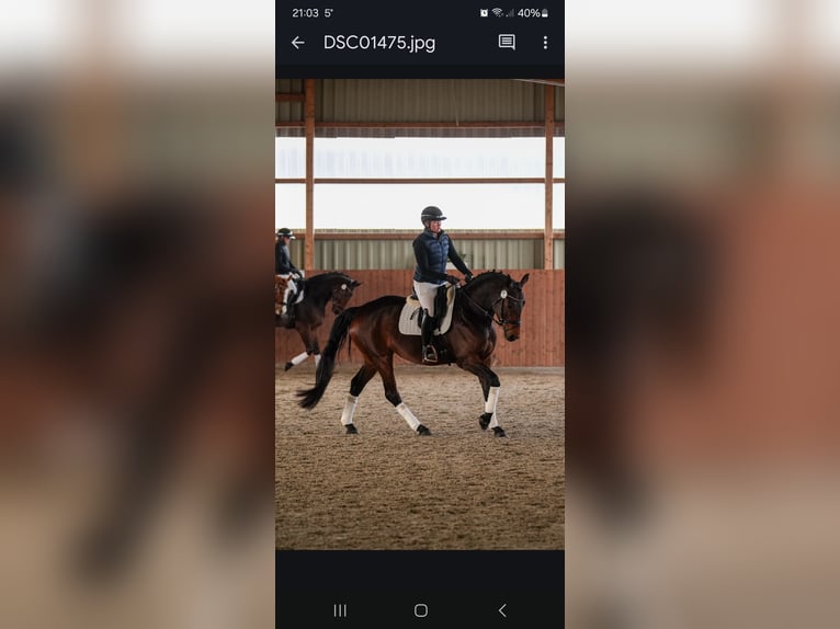 Hannoveraner Stute 5 Jahre 165 cm Brauner in Tespe