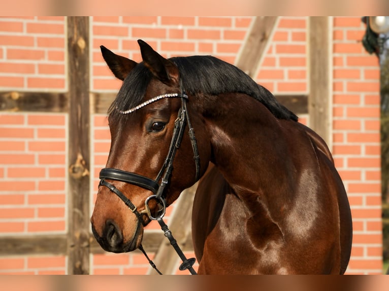 Hannoveraner Stute 5 Jahre 165 cm Brauner in Tespe
