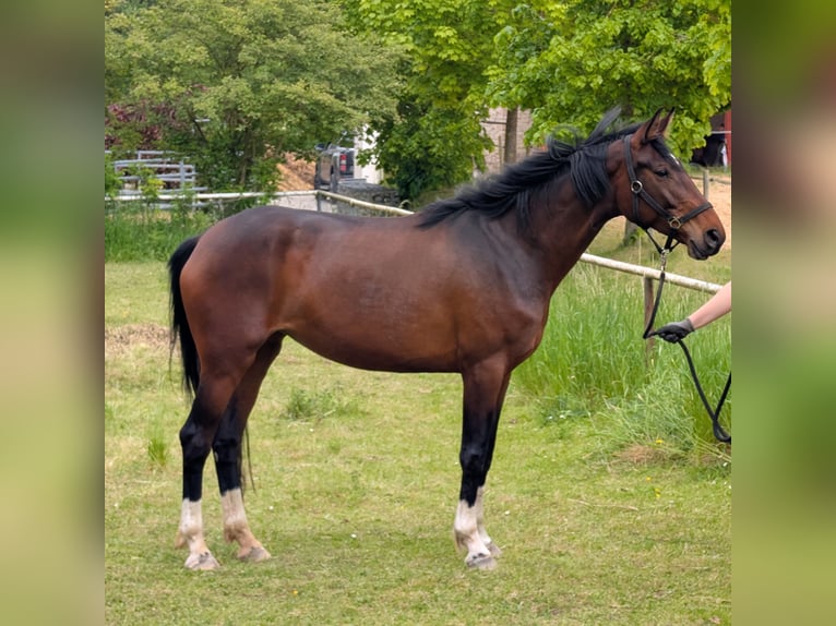 Hannoveraner Stute 5 Jahre 165 cm Brauner in Seesen