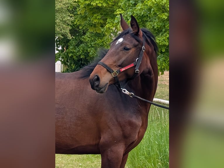 Hannoveraner Stute 5 Jahre 165 cm Brauner in Seesen