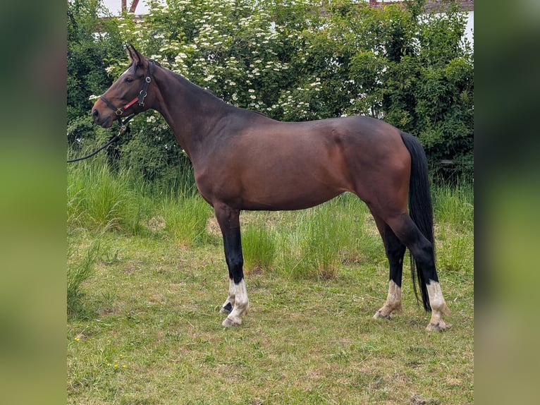 Hannoveraner Stute 5 Jahre 165 cm Brauner in Seesen