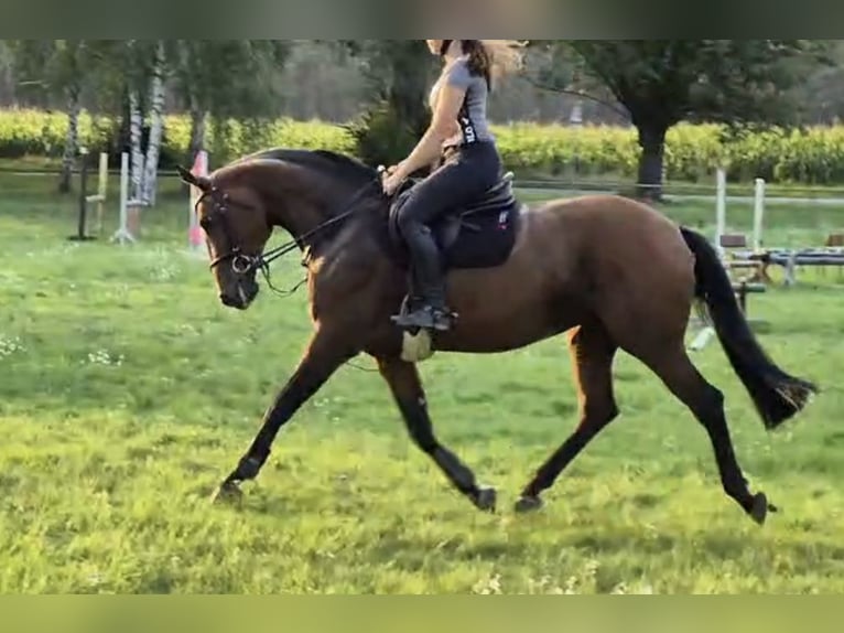 Hannoveraner Stute 5 Jahre 165 cm Brauner in Magdeburg