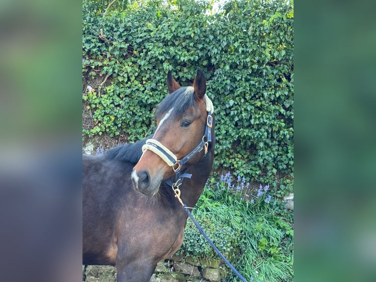 Hannoveraner Stute 5 Jahre 165 cm Brauner in Ratingen