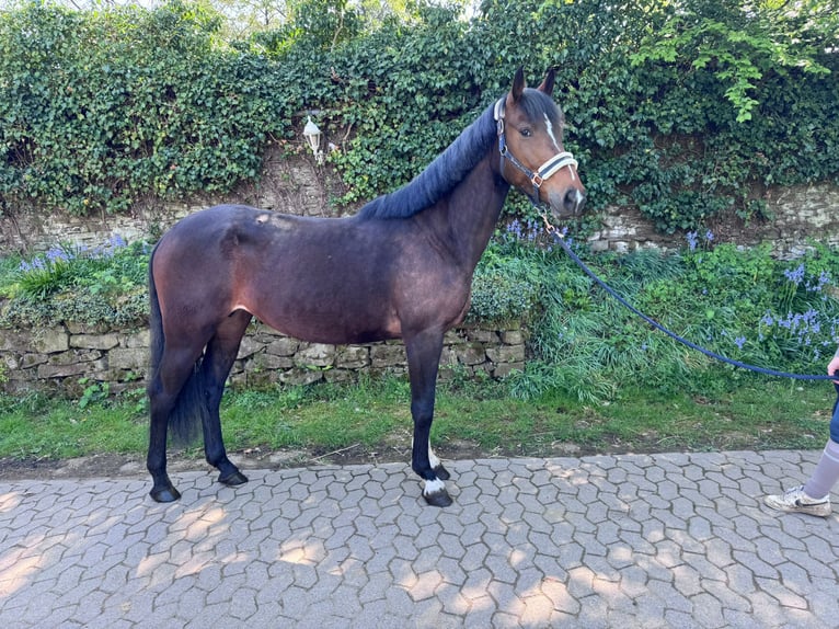 Hannoveraner Stute 5 Jahre 165 cm Brauner in Ratingen