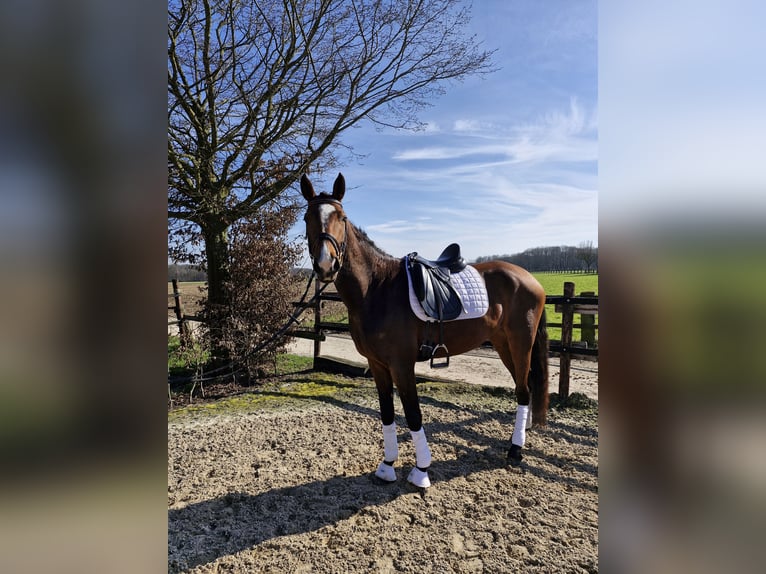 Hannoveraner Stute 5 Jahre 165 cm in M&#xF6;nchengladbach