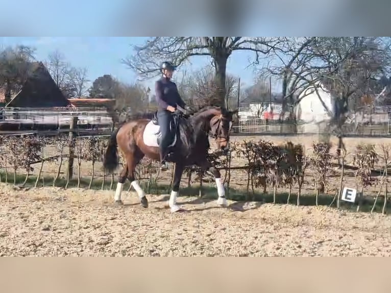 Hannoveraner Stute 5 Jahre 165 cm in M&#xF6;nchengladbach