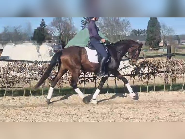 Hannoveraner Stute 5 Jahre 165 cm in M&#xF6;nchengladbach