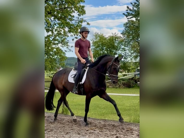 Hannoveraner Stute 5 Jahre 165 cm Dunkelbrauner in Dransfeld