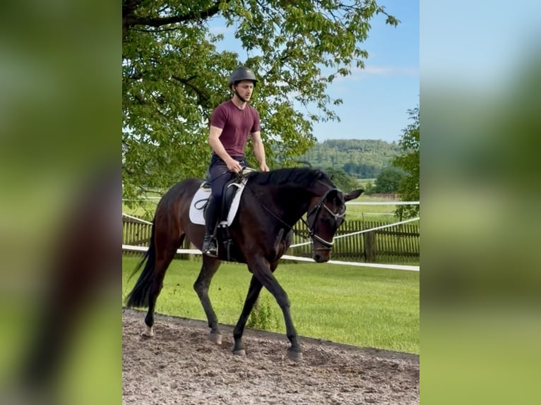 Hannoveraner Stute 5 Jahre 165 cm Dunkelbrauner in Dransfeld