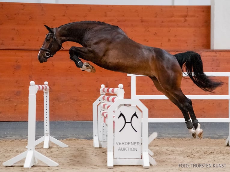 Hannoveraner Stute 5 Jahre 165 cm Dunkelbrauner in Verden