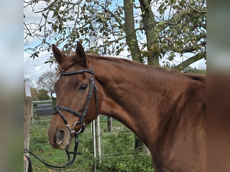 Hannoveraner Stute 5 Jahre 165 cm Dunkelfuchs in Wachtendonk Hannoveraner Stute 5 Jahre 165 cm Dunkelfuchs in Wachtendonk